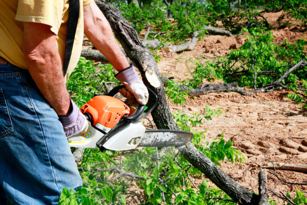 Best Tree Stump Removal  in Reston, VA